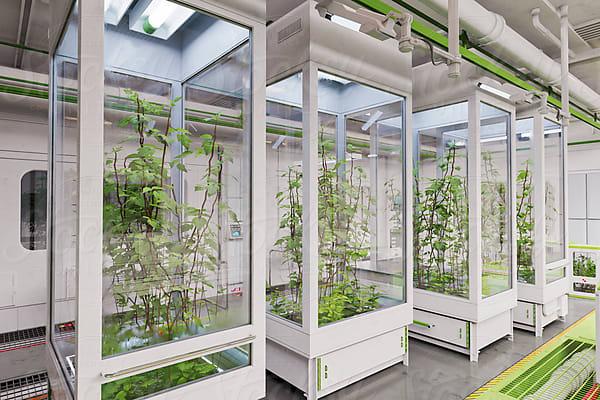Futuristic laboratory growing plants by Don Smith for Stocksy
United